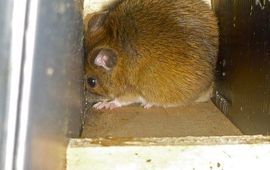 Volwassen man Grote bosmuis in nestbuis Veursbos