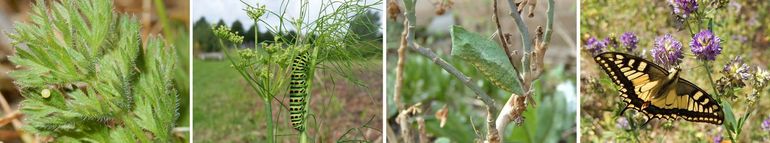 De cyclus van de koninginnenpage. Van links naar rechts.: ei (op peen), rups (op dille), pop en vlinder