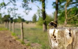 gele hommelroofvlieg kijkt uit over insectentuin - eenmalig gebruik