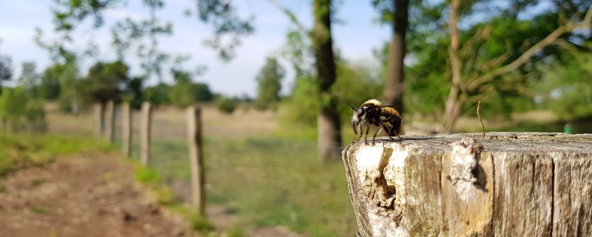 gele hommelroofvlieg kijkt uit over insectentuin - eenmalig gebruik