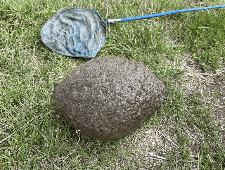 Large colony of water freshwater bryozoan from a watercourse near Peize