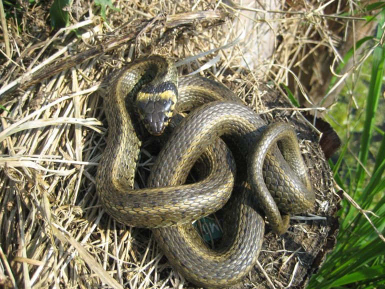 Oostelijke ringslang (N. natrix) uit de Krimpenerwaard