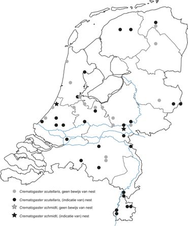 Vindplaatsen van schorpioenmieren in Nederland