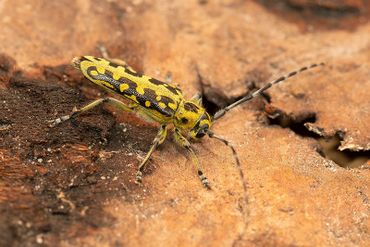 Ladderboktor (Saperda scalaris)