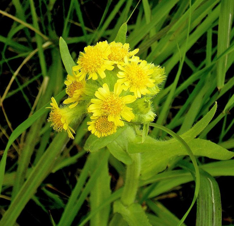 Moerasandijvie op Oostvoorne