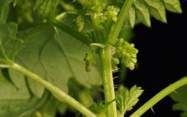 Baudewijn Odé Vrouwelijke bloeiwijzen onderin de plant (foto B. Odé)