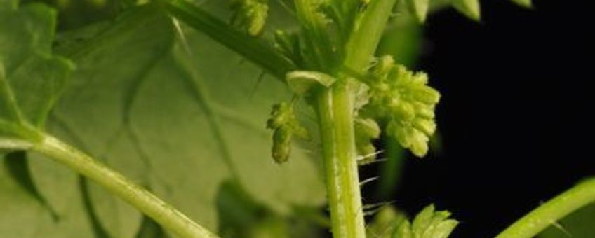 Vrouwelijke bloeiwijzen onderin de plant (foto B. Odé)