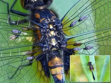 Tien exemplaren van de libellenbijtmug zittend op de vleugeladers van een sierlijke witsnuitlibel