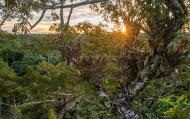 © naturepl.com / Nick Hawkins / WWF Bos