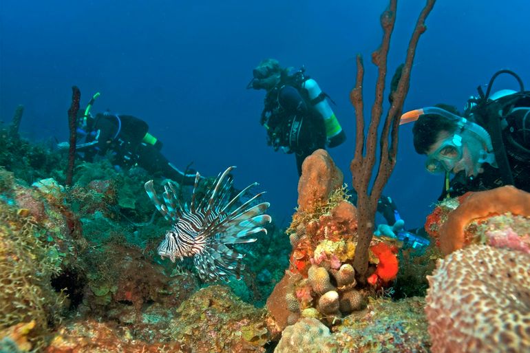 Koraalduivels vormen een grote bedreiging voor mariene ecosystemen waar ze van nature niet voorkomen. Uit onderzoek is gebleken dat koraalduivels een negatieve invloed hebben op de soortenrijkdom en dichtheid van inheemse rifvissen. Koraalduivels planten zich het hele jaar voort, waarbij vrouwtjes elke vier dagen tot 30.000 eieren leggen. Hun razendsnelle voortplanting, in combinatie met hun grote eetlust en gebrek aan predatie, geeft de koraalduivel een concurrentievoordeel ten opzichte van inheemse soorten.
