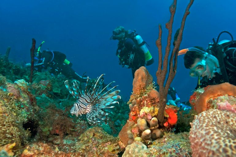 Lionfish pose a serious threat to marine ecosystems throughout invaded regions. The presence of lionfish has been found to greatly decrease species richness and density of native reef fish. Lionfish reproduce often and year-round, with females releasing up to 30,000 eggs every four days. Their high reproduction rate, in combination with their voracious appetite and lack of predation, gives the lionfish competitive advantages over the native species.