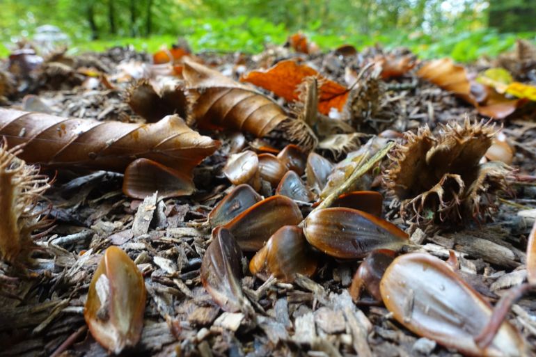 Beukennootjes op de grond