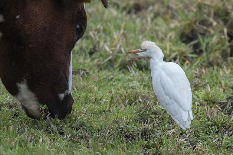 Koereigers zijn vaak op drogere plekken te vinden dan andere reigers, zoals in weilanden