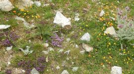 Bloemrijke bergweide - primair