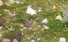 Bloemrijke bergweide - primair