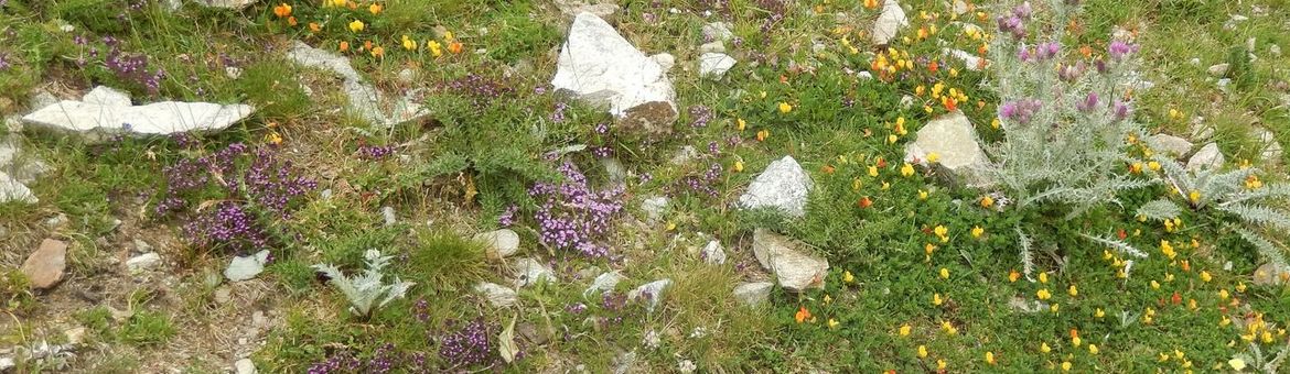 Bloemrijke bergweide - primair