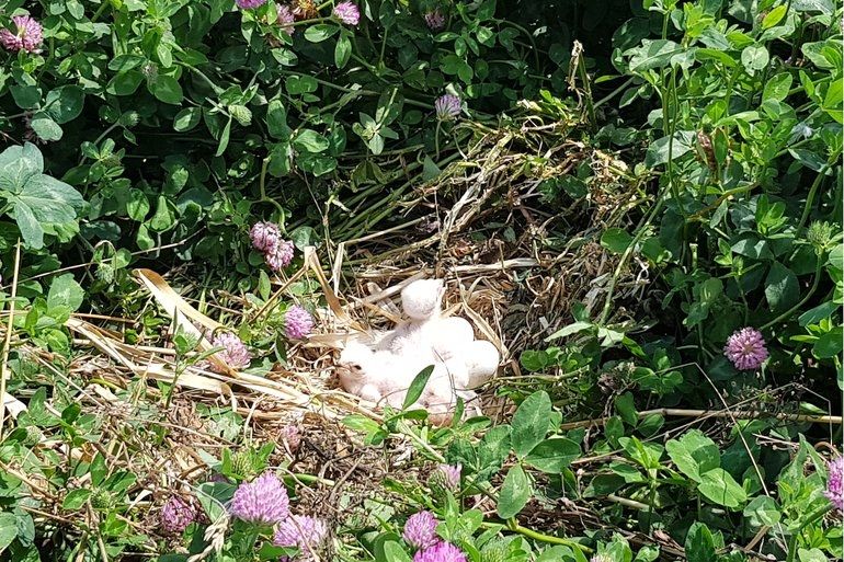 Net uitgekomen jongen in het nest van de bruine kiekendief 