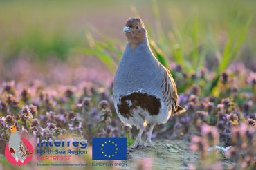 Patrijzen en het verbeteren van de biodiversiteit staan centraal in het project PARTRIDGE