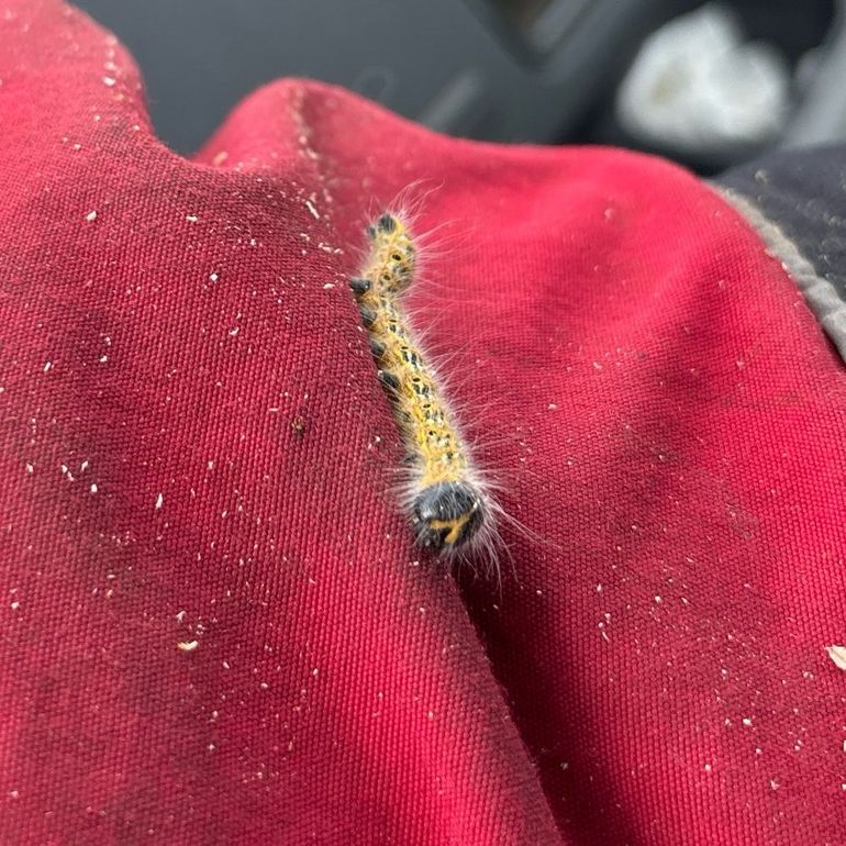 Rupsen van de wapendrager kom je nu op de gekste plekken tegen