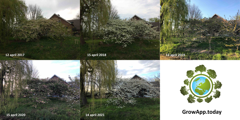 Verschil in bloei van sierkers en bladontplooiing van treurwilg in Bennekom tussen de jaren 2017 tot en met 2021