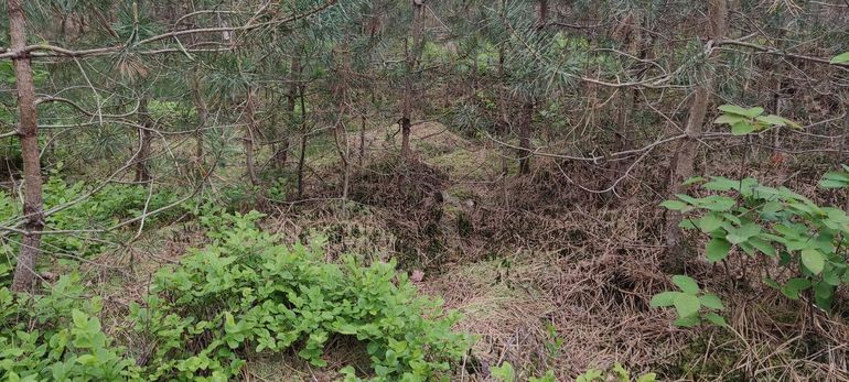 Een opmerkelijke groeiplaats van bosveenmos op de Veluwe