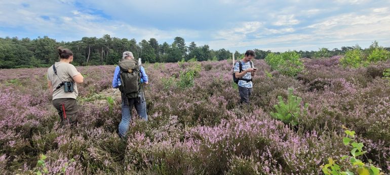 Waarnemers in het veld