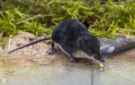 Rudmer Zwerver, Saxifraga Waterspitsmuis