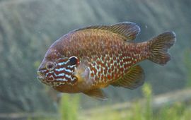 Lepomis gibbosus. Zonnebaars