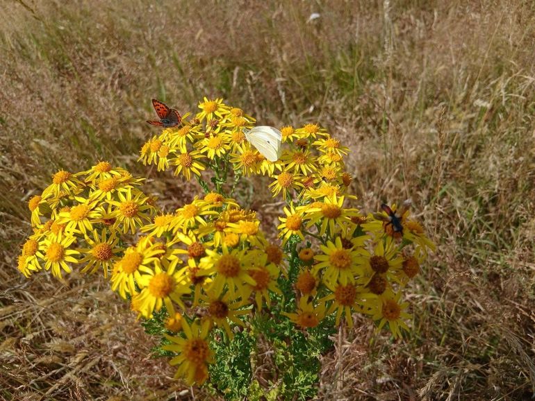 Bloeiend jakobskruiskruid in waterwingebied Roosendaal met daarop kleine vuurvlinder en klein geaderd witje