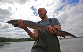 Bram Houben van ARK Natuurontwikkeling met een van de gezenderde steuren die zijn uitgezet in de Rijn