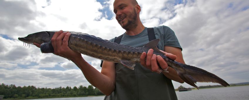 Bram Houben van ARK Natuurontwikkeling met een van de gezenderde steuren die zijn uitgezet in de Rijn