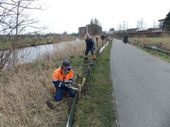 In Leeuwarden heeft de paddenwerkgroep de schermen opgezet en emmers ingegraven