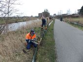 In Leeuwarden heeft de paddenwerkgroep de schermen opgezet en emmers ingegraven