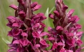 Ed van Wijngaarden steenrode orchis gadget