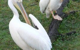 Raul654, GNU Free document license roze pelikaan in Disney's Animal Kingdom