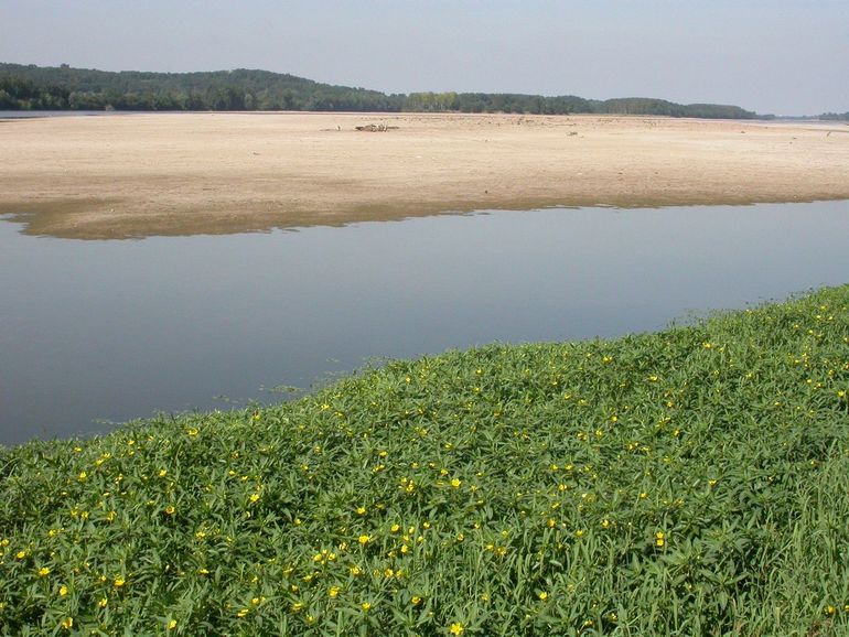 Waterteunisbloem in oeverhabitat