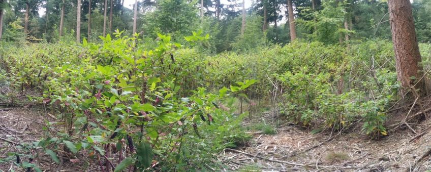 Westerse karmozijnbessen op een kapvlakte in het Leudal