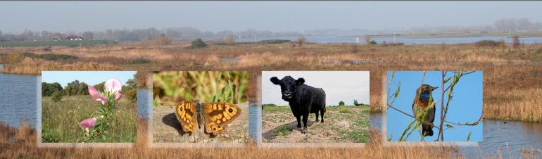 De Baarsemwaard na natuurontwikkeling met inzetjes: kattendoorn, argusvlinder, galloway & blauwborst