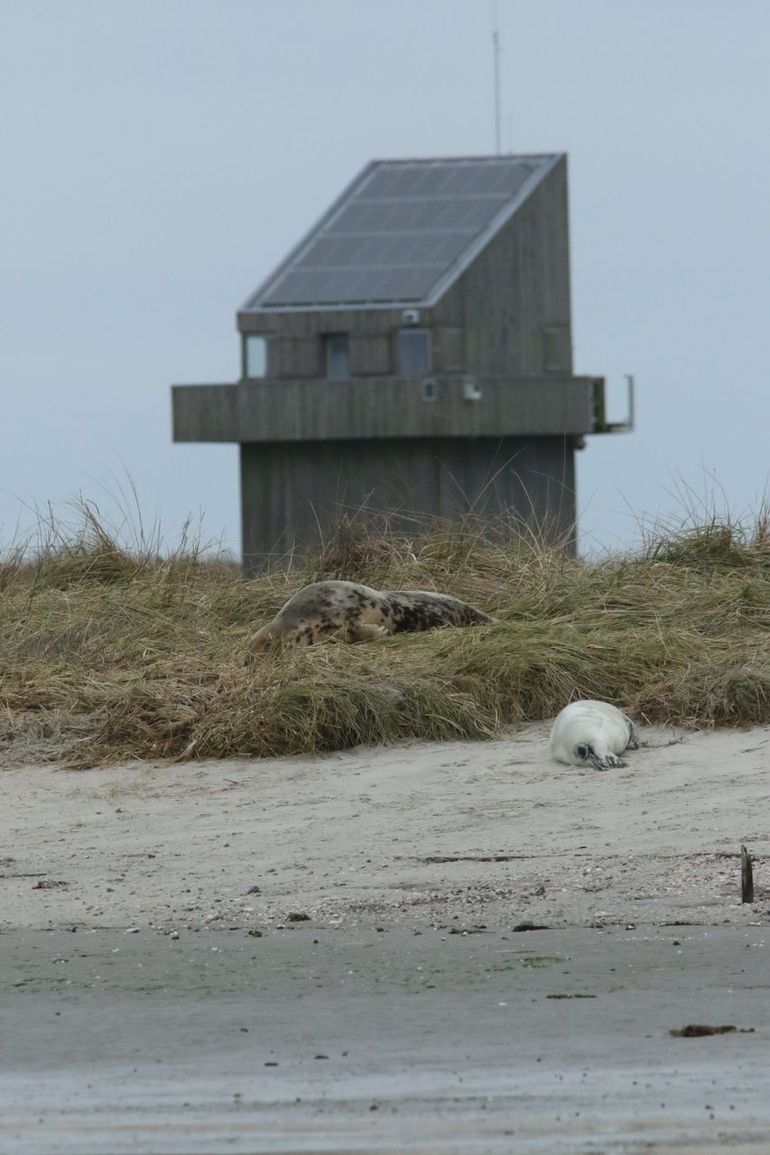 Ook op weg naar de hut kom je overal zeehonden tegen