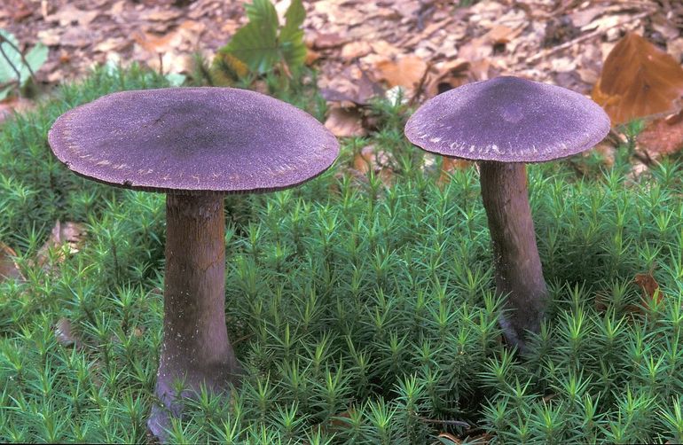 De violette gordijnzwam verliest bij droogte vrij snel zijn kleur