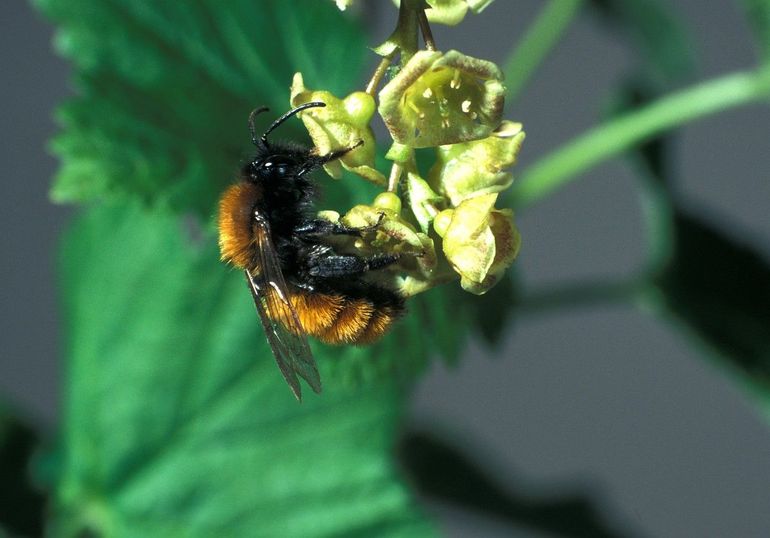 Het vosje (Andrena fulva) is een van de veelvoorkomende wilde bijensoorten in Nederland