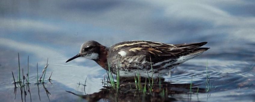 Grauwe franjepoot, www.ivnvechtplassen.org