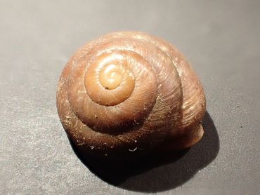 De tropische landslak Pleurodonte guadeloupensis martinensis