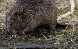 Luc Hoogenstein, Saxifraga Castor fiber. Bever