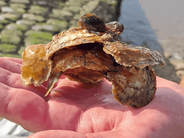 Aan elkaar gegroeide oesters uit de Voordelta