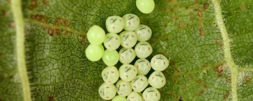 eitjes van de groene schildwants