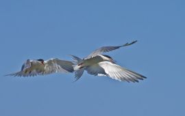 Sterna hirundo. Visdief