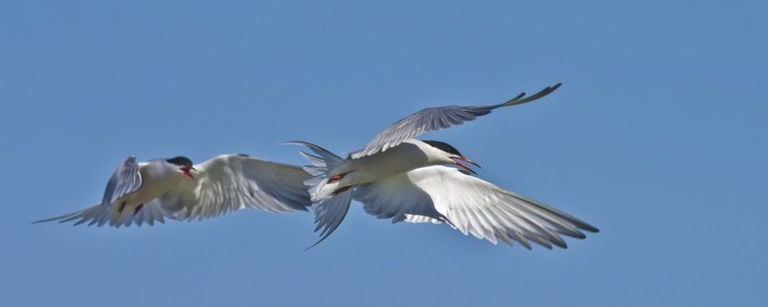 Sterna hirundo. Visdief