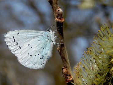 Het boomblauwtje is een van de popoverwinteraars die actief wordt