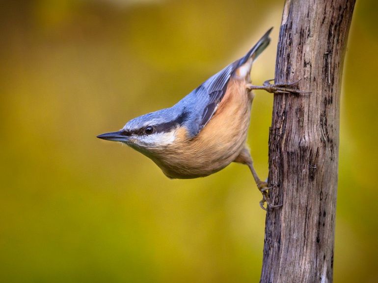 Boomklevers hebben een prachtige kleurencombinatie, het heeft wat weg van een ijsvogel